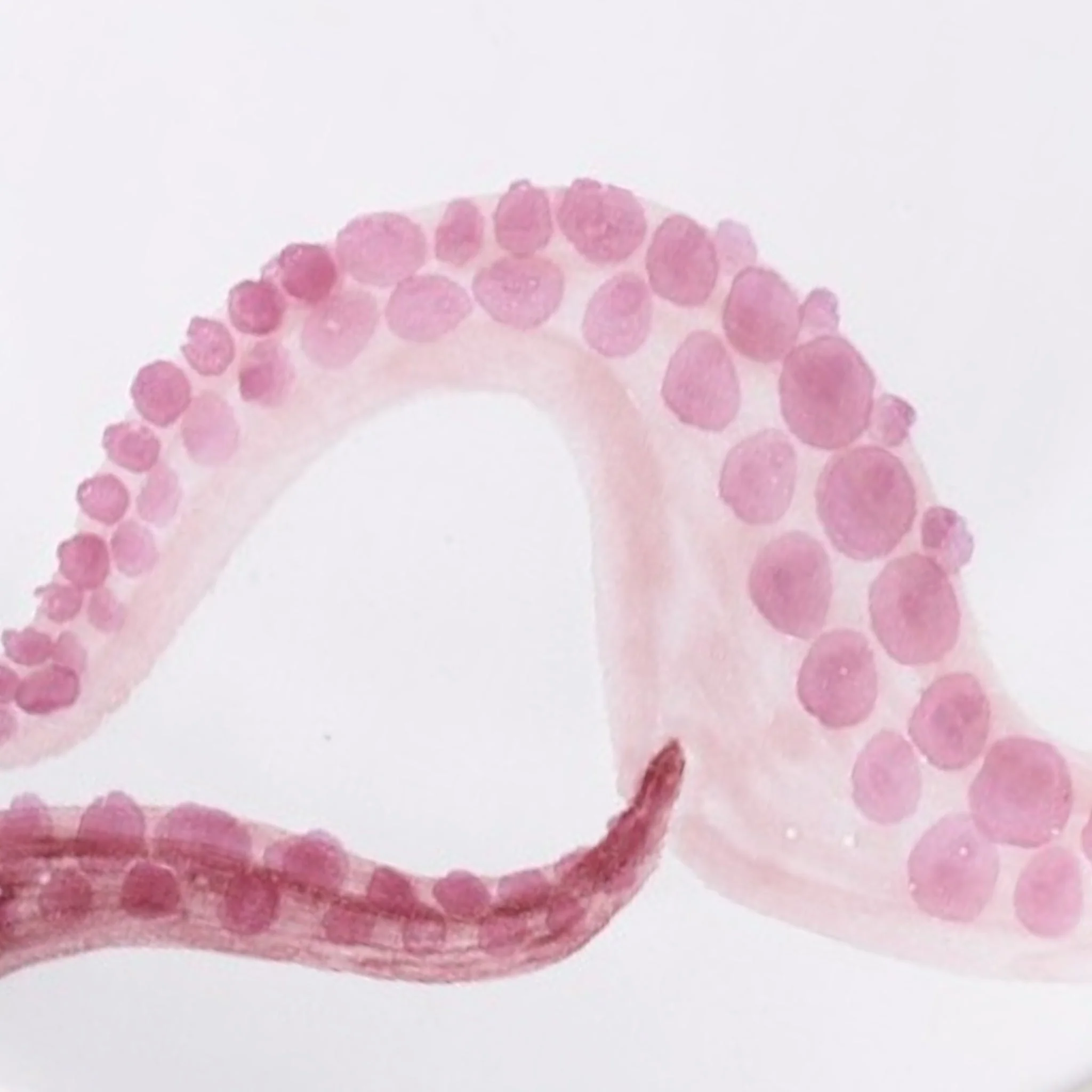 Side Plate Octopus Pink - - Image 3